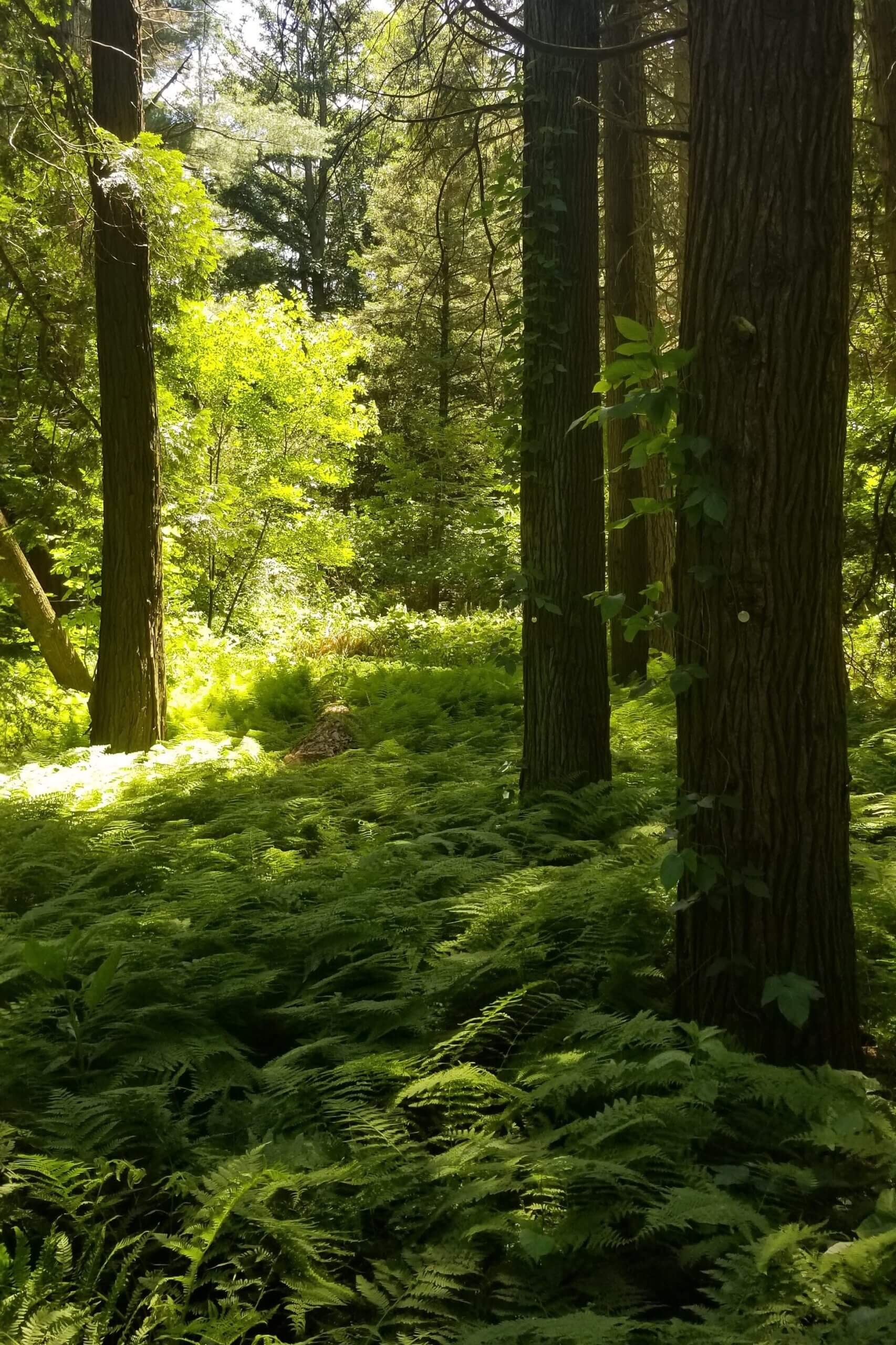The lush Ferns along the Pinetum Trail path in Summer.